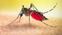 ডেঙ্গুতে আরও দুইজনের প্রাণহানি, হাসপাতালে ১৪৮
